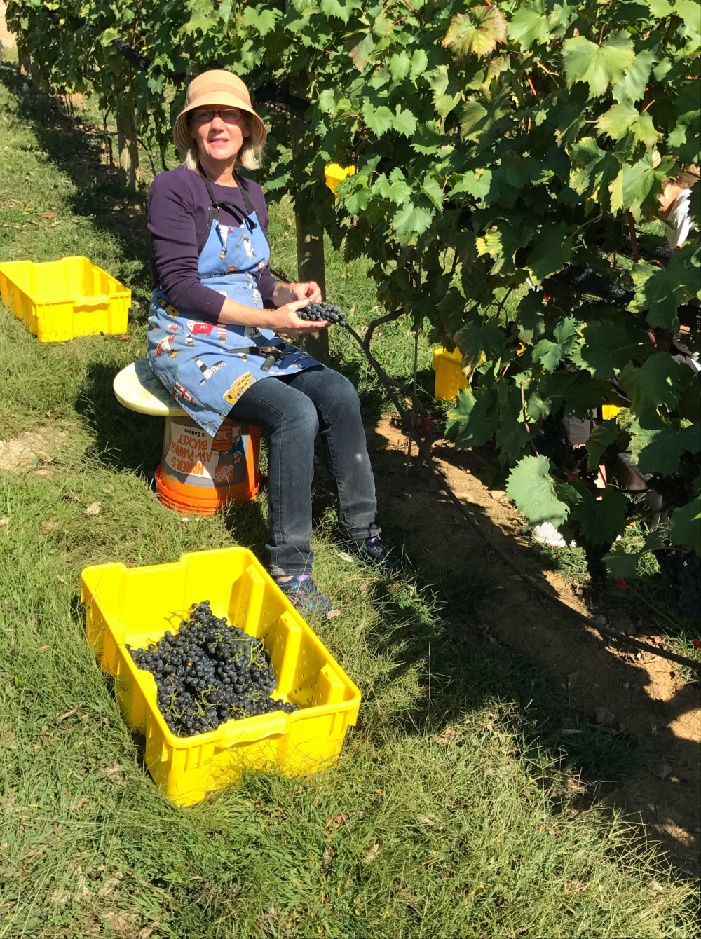 Harvest & Wine Making - Seconda Volta